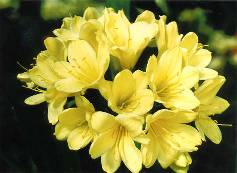 Yellow Clivia